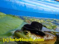 /home//u458753944/public_html/sourcegallery//Frogs/More bullfrogs/P8180209.JPG
